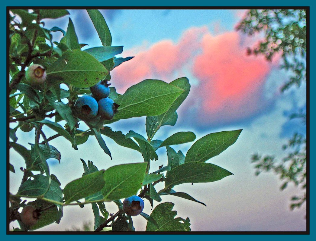 Picture
